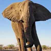 An African elephant walking on dusty surface in bright sunshine.