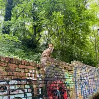 A fox sits on a brick wall covered in graffiti, with bright green trees behind.