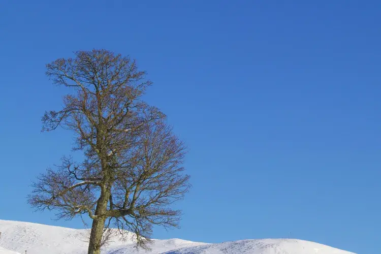 A tree on a snowy hillside, with the moon behind on a blue sky.