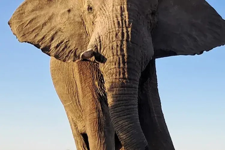 An African elephant walking on dusty surface in bright sunshine.