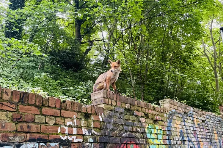 A fox sits on a brick wall covered in graffiti, with bright green trees behind.